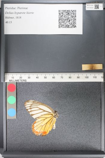 Media type: image;   Entomology 130000